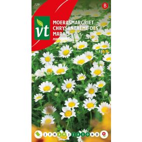 Chrysantheme Des Marais Pure White - Ca. 0,5 gr
