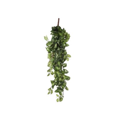Chute de Fittonia artificiel 80 x 30 x h.15 cm