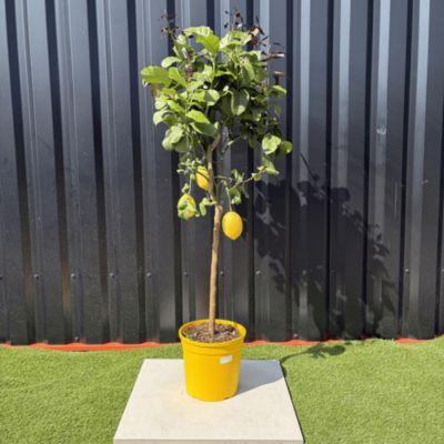 Citronnier Citrus Limon Hauteur 140 cm