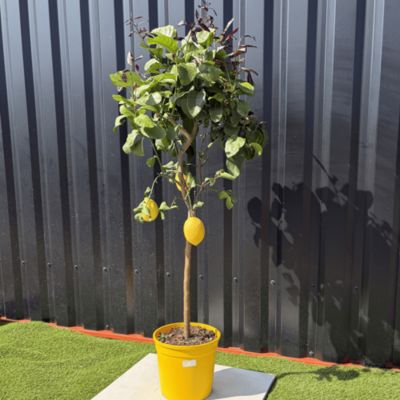 Citronnier Citrus Limon Hauteur 140 cm