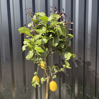 Citronnier Citrus Limon Hauteur 140 cm