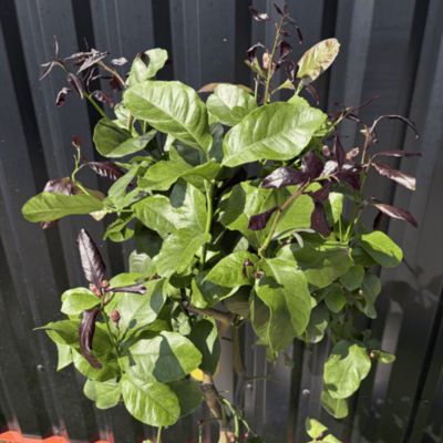 Citronnier Citrus Limon Hauteur 140 cm