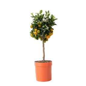 Citronnier - Citrus mitis Calamondin - Hauteur 55-65cm - Pot 19cm