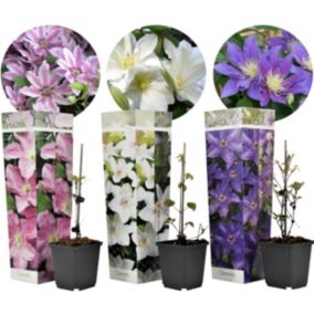 Clematis - Mélange de 3 - Plantes de jardin - Pot 9cm - Hauteur 25-40cm