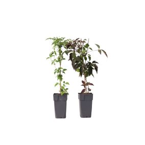 Clematis montana - clématite - 2 pièces - Pot 15 cm - Hauteur 60-70cm