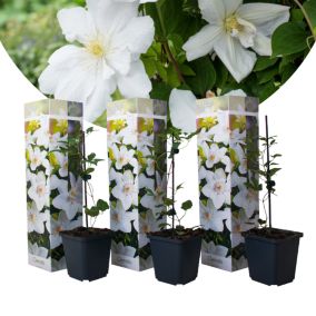 Clematis - Set de 3 - Plante de jardin - Blanc - Pot 9cm - Hauteur 25-40cm