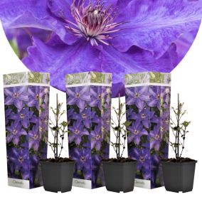 Clematis - Set de 3 - Plante de jardin - Mauve - Pot 9cm - Hauteur 25-40cm