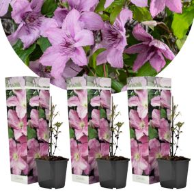 Clematis - Set de 3 - Plante de jardin - Rose - Pot 9cm - Hauteur 25-40cm