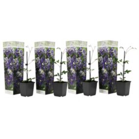 Clematis Taiga - Set de 4 - Plantes grimpantes - Pot 9cm - Hauteur 25-40cm