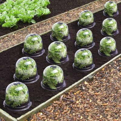 Cloche à salades x12 serre de protection pour plants