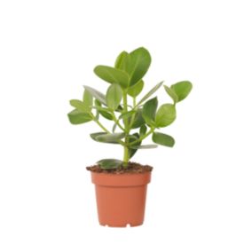 Clusia rosea 'Princesse' - Pot 12cm - Hauteur 25-35cm