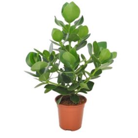 Clusia rosea 'Princesse' - Pot 17cm - Hauteur 50-60cm