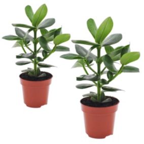 Clusia rosea 'Princesse' - Set de 2 - Pot 12cm - Hauteur 25-35cm