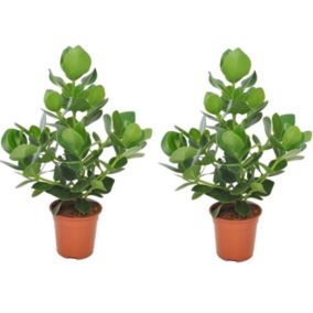 Clusia rosea 'Princesse' - Set de 2 - Pot 17cm - Hauteur 50-60cm