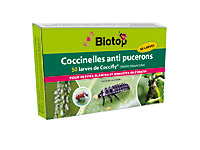 Coccinelles Coccifly Biotop (50 larves)