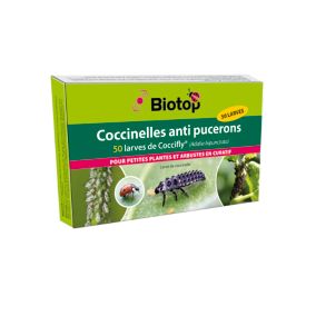 Coccinelles Coccifly Biotop (50 larves)