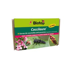 Coccinelles Coccilaure Biotop (30 larves)