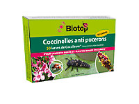 Coccinelles Coccilaure Biotop (50 larves)