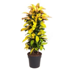 Codiaeum variegatum 'Mrs. Iceton' - Crotone - Pot 31cm - Hauteur 140-150cm