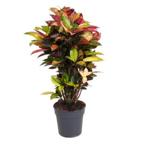 Codiaeum variegatum 'Mrs. Iceton' - Pot 27cm - Hauteur 110-120cm