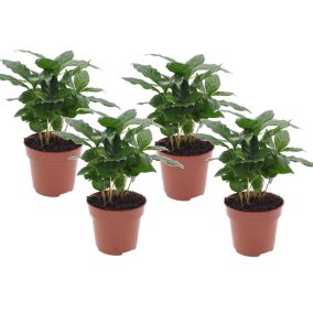 Coffea Arabica - Plante à café - Set de 4 - Pot 12cm - Hauteur 25-40cm