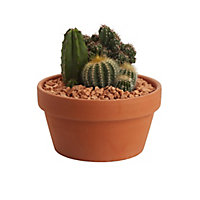 Composition de cactus 17cm