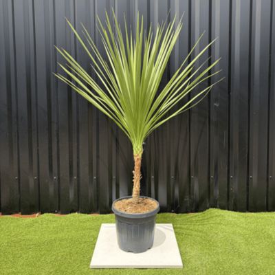 Cordyline Indivisa Hauteur 140 cm