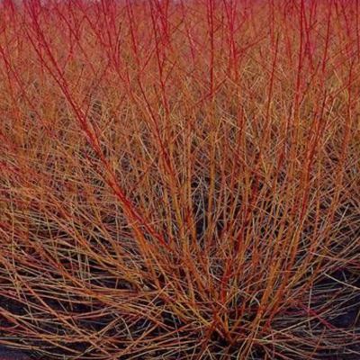 Cornus sang. 'Midwinter Fire' - 60-80 cm pot