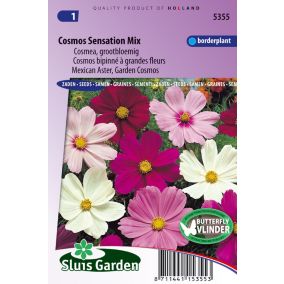 Cosmos bipinné à grandes fleurs Sensation Mix - Graines De Fleurs Annuelles - Ca. 1 g