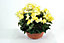 Coupe Begonia artificiel 3 piquets