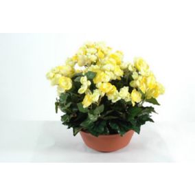 Coupe Begonia artificiel 3 piquets