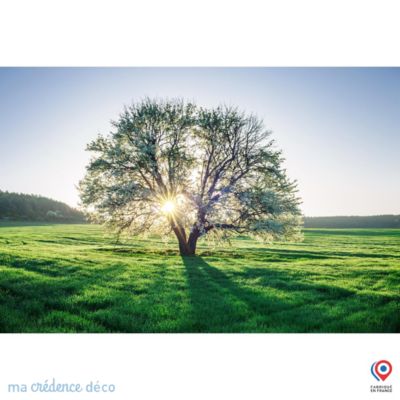 Crédence cuisine fond de hotte Arbre et lumière - Verre trempé - L 70 cm x H 60 cm - MaCrédenceDéco