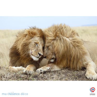Crédence cuisine fond de hotte Lions-et- Lamour x H Verre trempé - MaCrédenceDéco