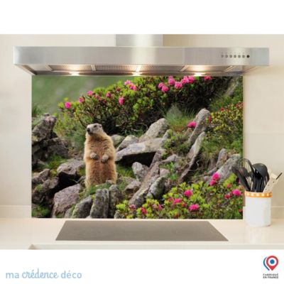 Crédence cuisine fond de hotte Marmotte - Verre trempé - L 90 cm x H 50 cm - MaCrédenceDéco
