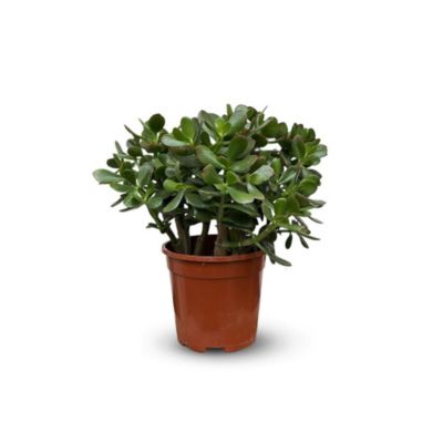 Crassula ovata - arbre de jade - hautuer 35-40 cm - diamètre 17 cm - cactus et plantes grasses