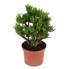 Crassula ovata 'Hobbit' L - Plante d'intérieur - Succulente - Pot 23 cm - H45-50cm