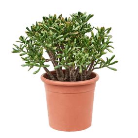 Crassula ovata 'Hobbit' XL - Plante d'intérieur - Succulente - Pot 30cm - H55-60cm