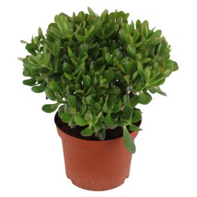 Crassula ovata 'Minor' L - Plante d'intérieur - Succulente - Pot 23cm - H45-50cm