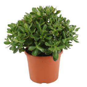 Crassula ovata 'Minor' M - Plante d'intérieur - Succulente - Pot 17cm - H30-35cm