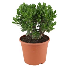 Crassula ovata 'Minor' XL - Plante d'intérieur - Succulente - Pot 30cm - H60-65cm