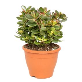 Crassula ovata 'Sunset' L - Plante d'intérieur - Succulente - Pot 23cm - H45-50cm