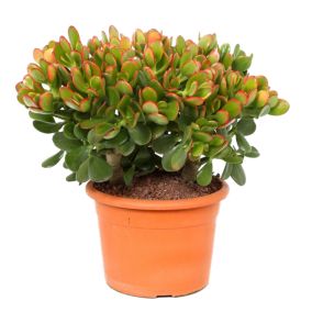 Crassula ovata 'Sunset' M - Plante d'intérieur - Succulente - Pot 17cm - H30-35cm