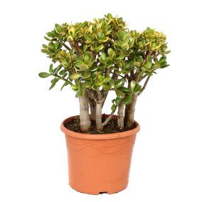 Crassula ovata 'Sunset' XL - Plante d'intérieur - Succulente - Pot 30cm - H55-60cm