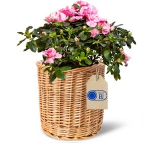 Creative Home Panier en Osier Léger 21 x 21 x 21 cm - Tissé à la Main - Pot de Fleurs, Organisateur Bureau, Coffret Rangement