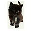 Crochet décoratif CIME silicone chat noir 100 x 60 mm