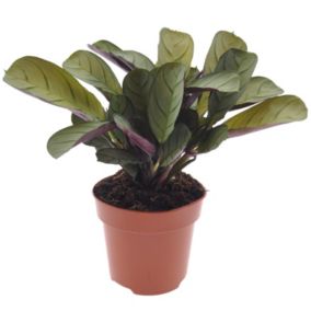 Ctenanthe Amagris - Pot 12cm - Hauteur 20-30cm