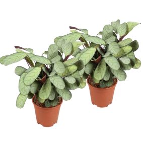 Ctenanthe Amagris - Set de 2 - Pot 14cm - Hauteur 25-35cm