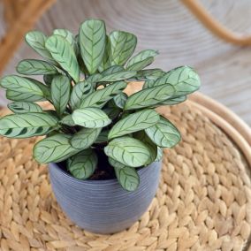 Ctenanthe Maranta - Burle marxii - Pot  14cm - Hauteur 30-40cm