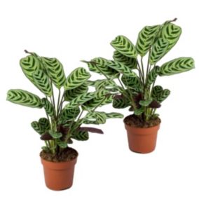 Ctenanthe 'Maranta' - Set de 2 - Burle-marxii - Pot 12cm - Hauteur 25-40cm