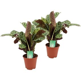 Ctenanthe 'Maranta' - Set de 2 - Burle-marxii - Pot 14cm - Hauteur 30-40cm